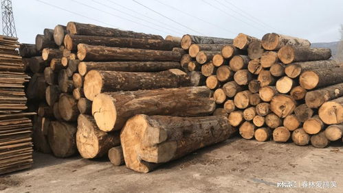 法國(guó)林業(yè)補(bǔ)貼背后的生態(tài)悖論 應(yīng)對(duì)樹(shù)皮甲蟲(chóng)危機(jī)，砍伐還是保護(hù)？